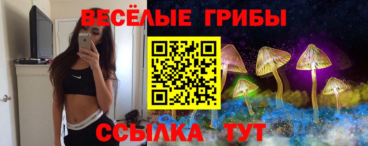 Псилоцибиновые грибы Psilocybe Лесозаводск